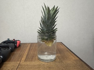 水に使っているパイナップルのヘタ