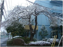雪化粧したしだれ桜