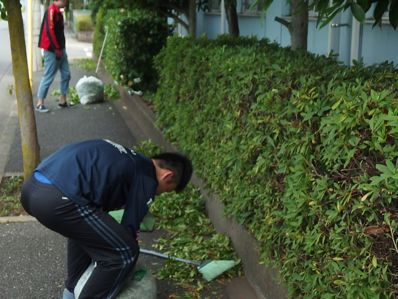 植木剪定の様子②