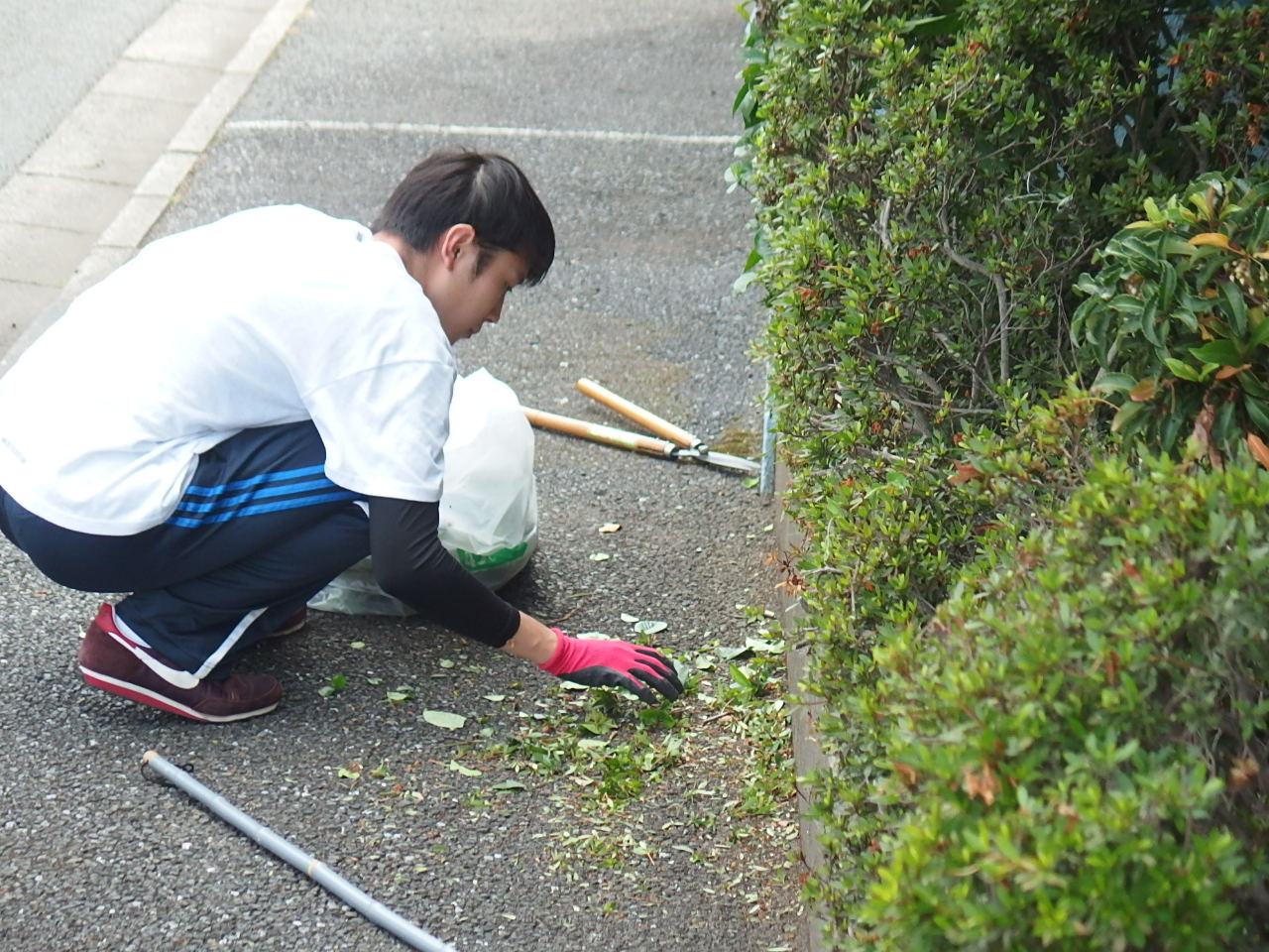 植木剪定の様子③