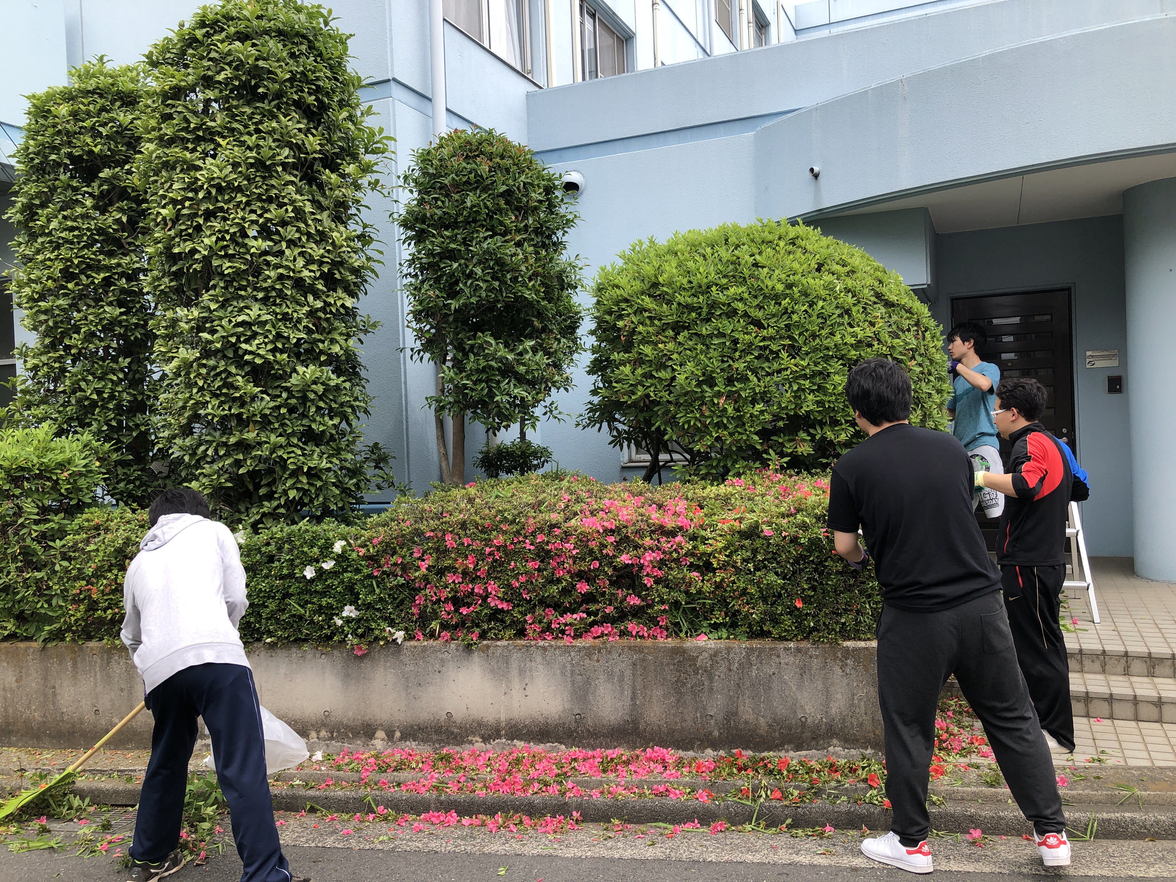 剪定作業の様子