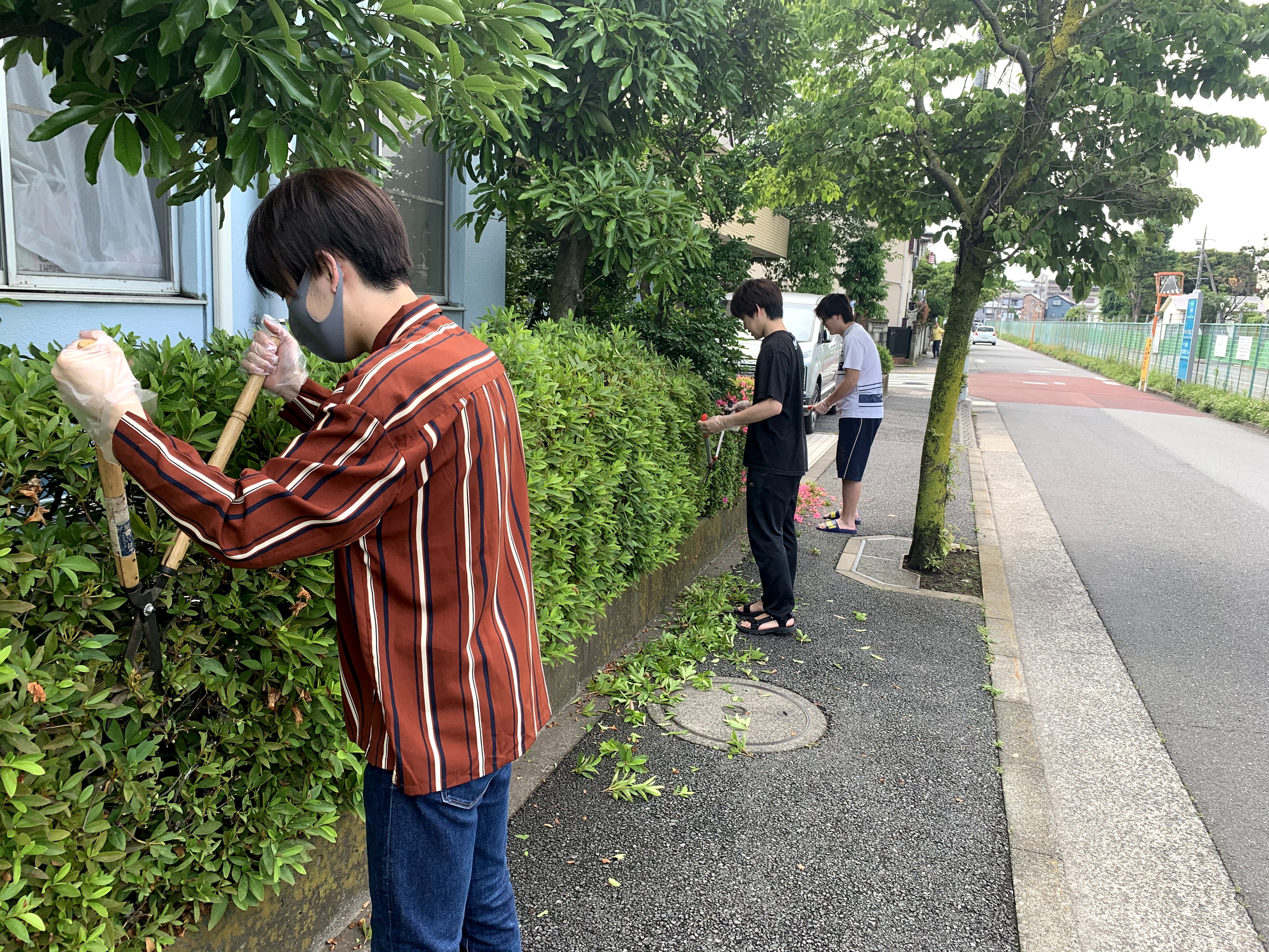 庭木の剪定作業