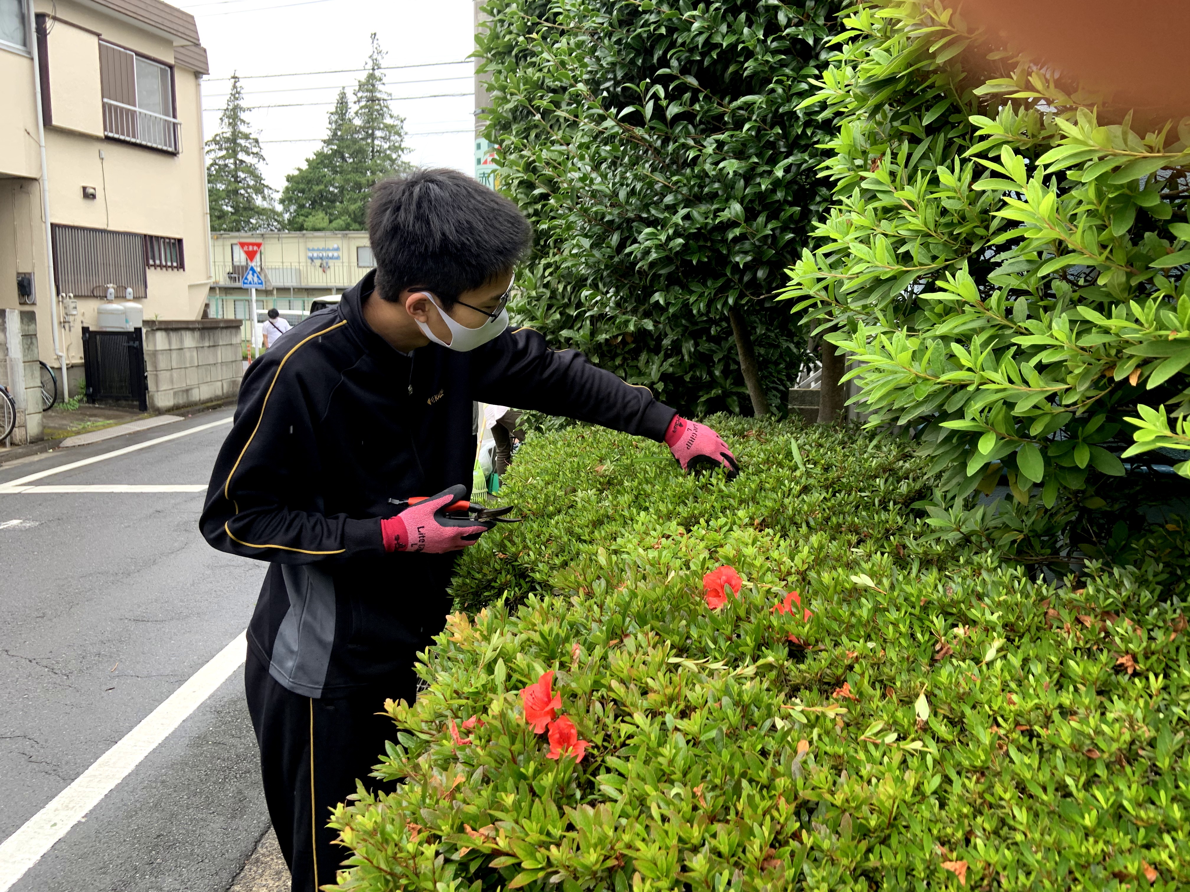 枝を切り落とす様子