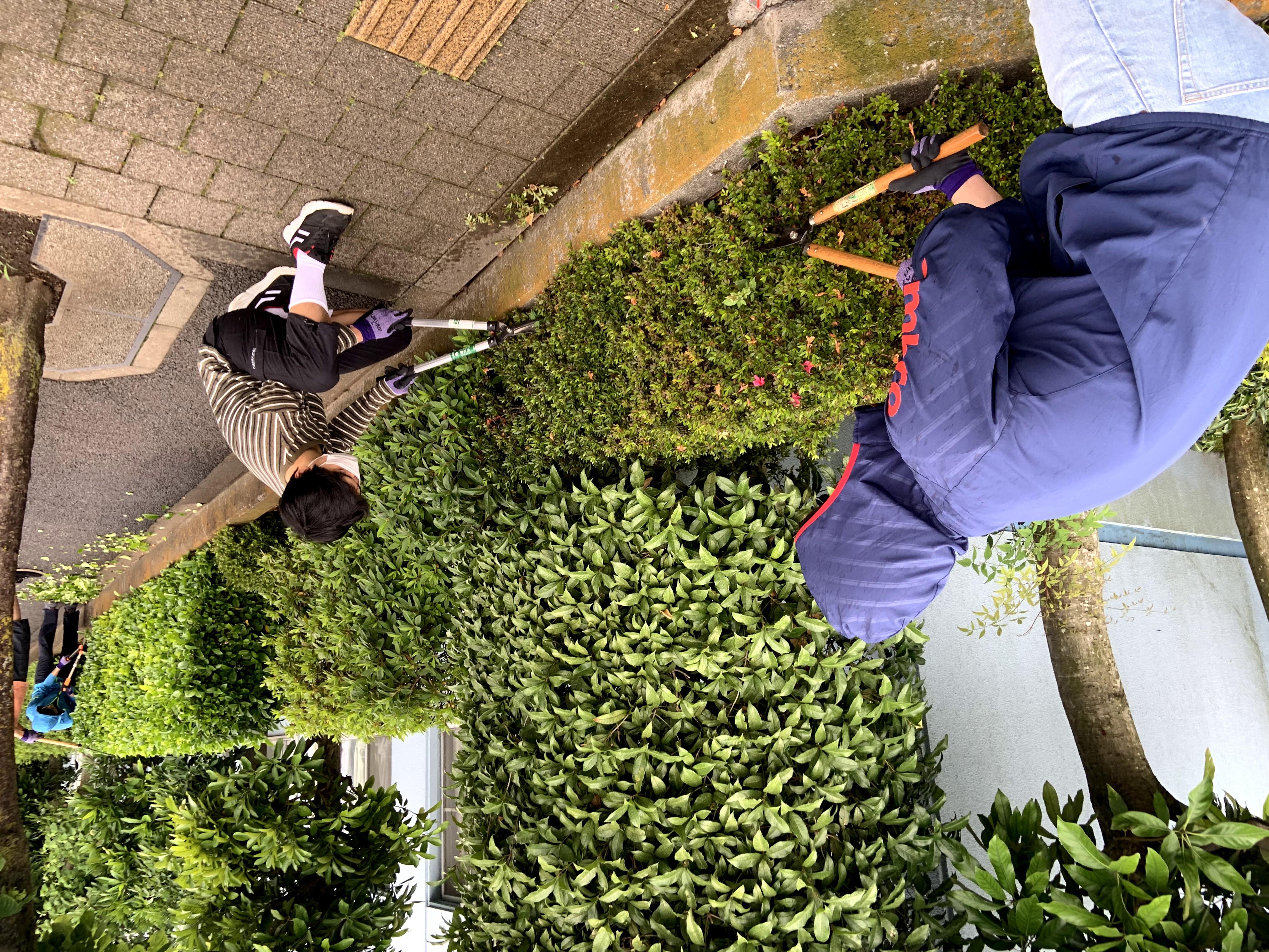 ゴミ袋に枝を詰める様子