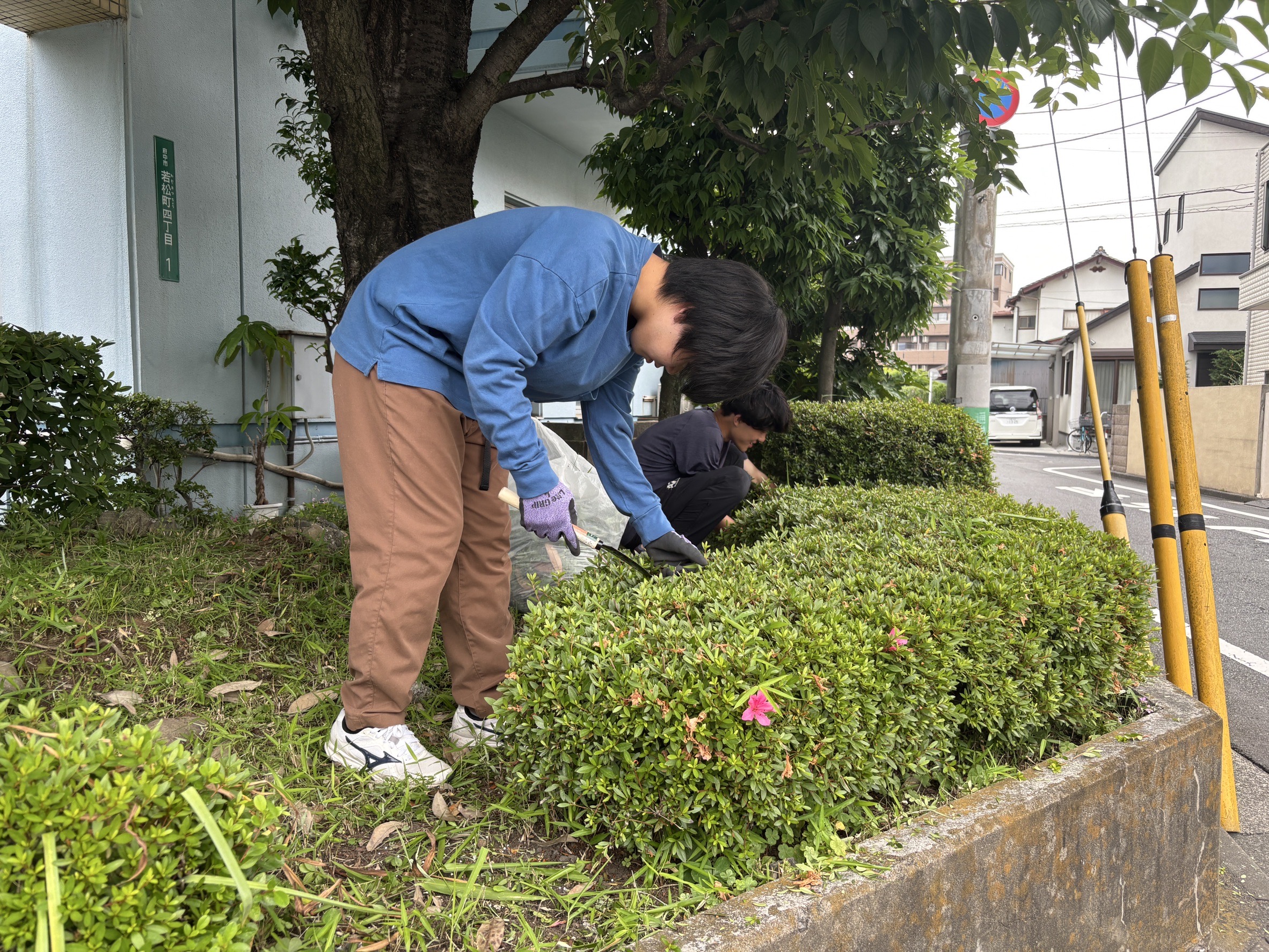 庭木剪定作業の様子1